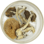 African Cubensis (Panaeolus africanus) | Buy Dmt Canada