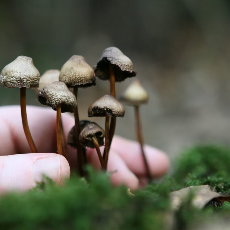Guide to Magic Mushrooms | Buy Dmt Canada