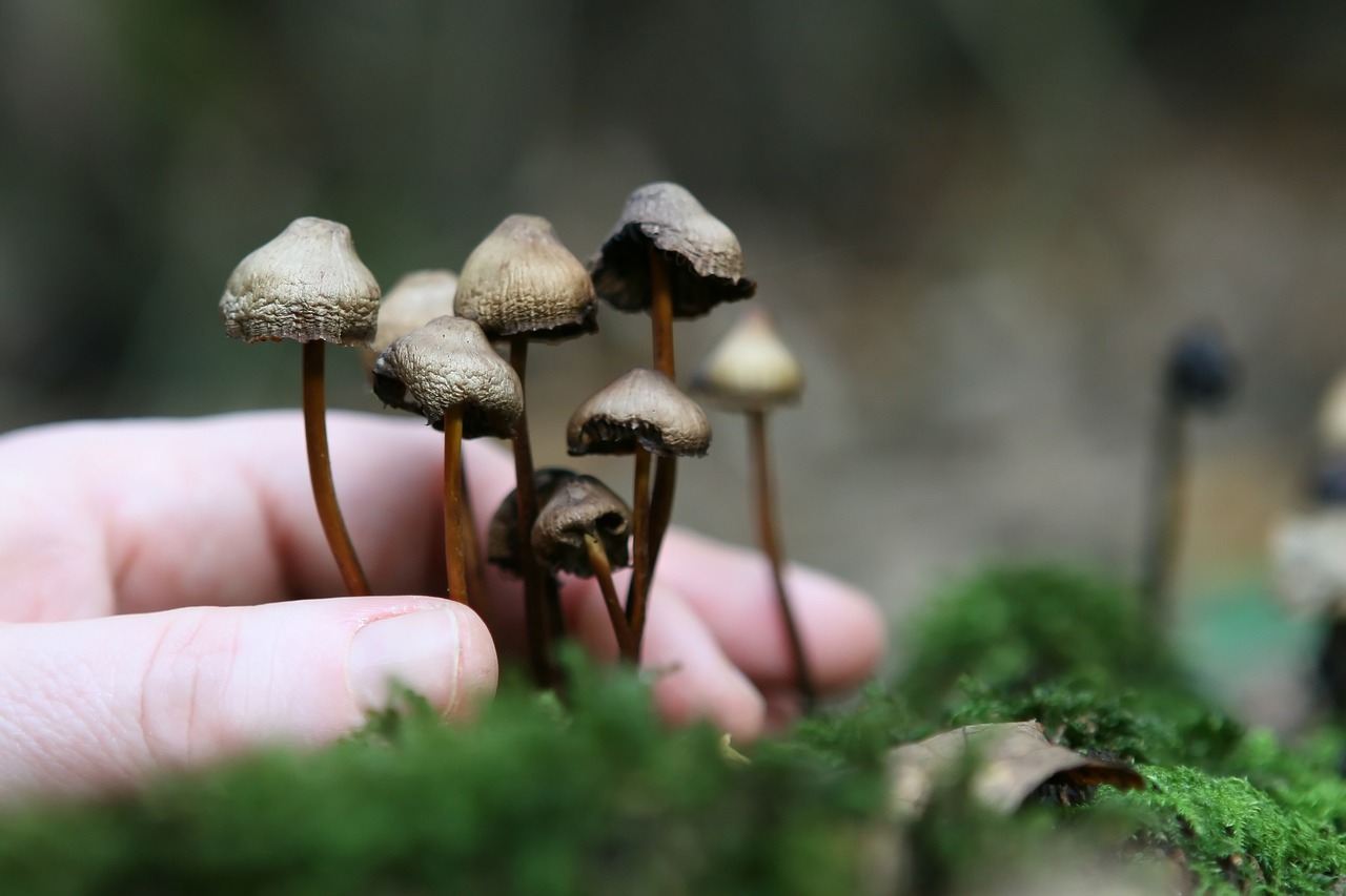 The Fungal Network of Magic Mushroom Cultivation