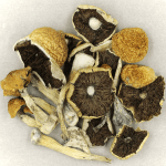 Penis Envy Cubensis | Buy Dmt Canada