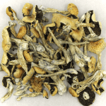 Puerto Rican | Buy Dmt Canada