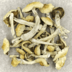 Blue Magnolia Rust | Buy Dmt Canada