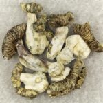 White Burma | Buy Dmt Canada