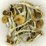 Mexicana | Buy Dmt Canada