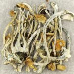 Amazonian Cubensis | Buy Dmt Canada