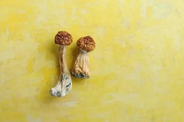 Understanding Lemon Tek: 9 Essential Facts to Know Prior to Your Attempt