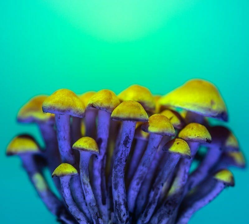 LSD Edibles | Buy Dmt Canada