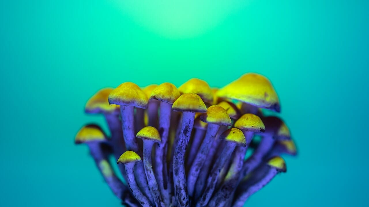 Exploring the Science of Psychedelics: The Potential of LSD-infused Edibles