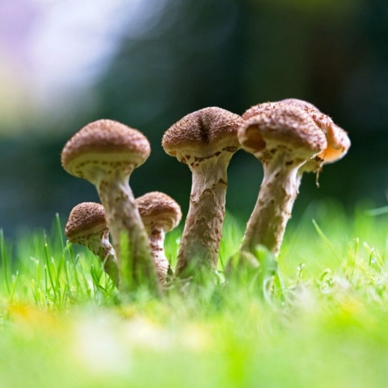 Mushroom Dispensary | Buy Dmt Canada