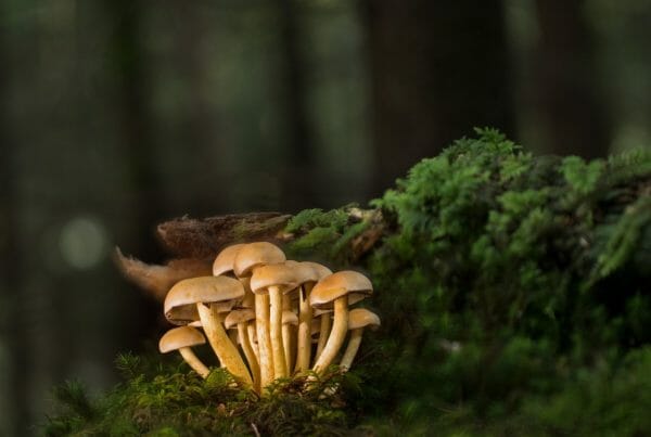 Strongest Mushroom Strains