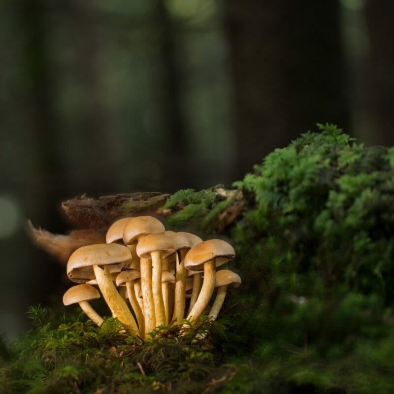 Strongest Mushroom Strains | Buy Dmt Canada