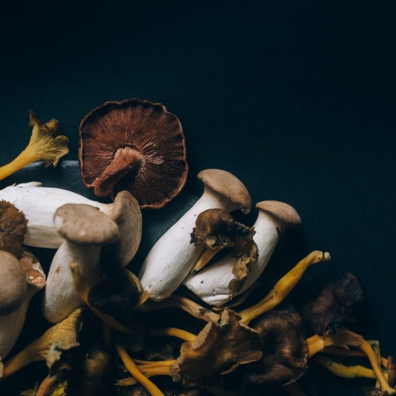 Dried Shrooms | Buy Dmt Canada