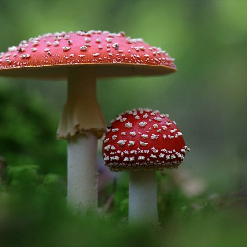 Magic Mushrooms Canada | Buy Dmt Canada