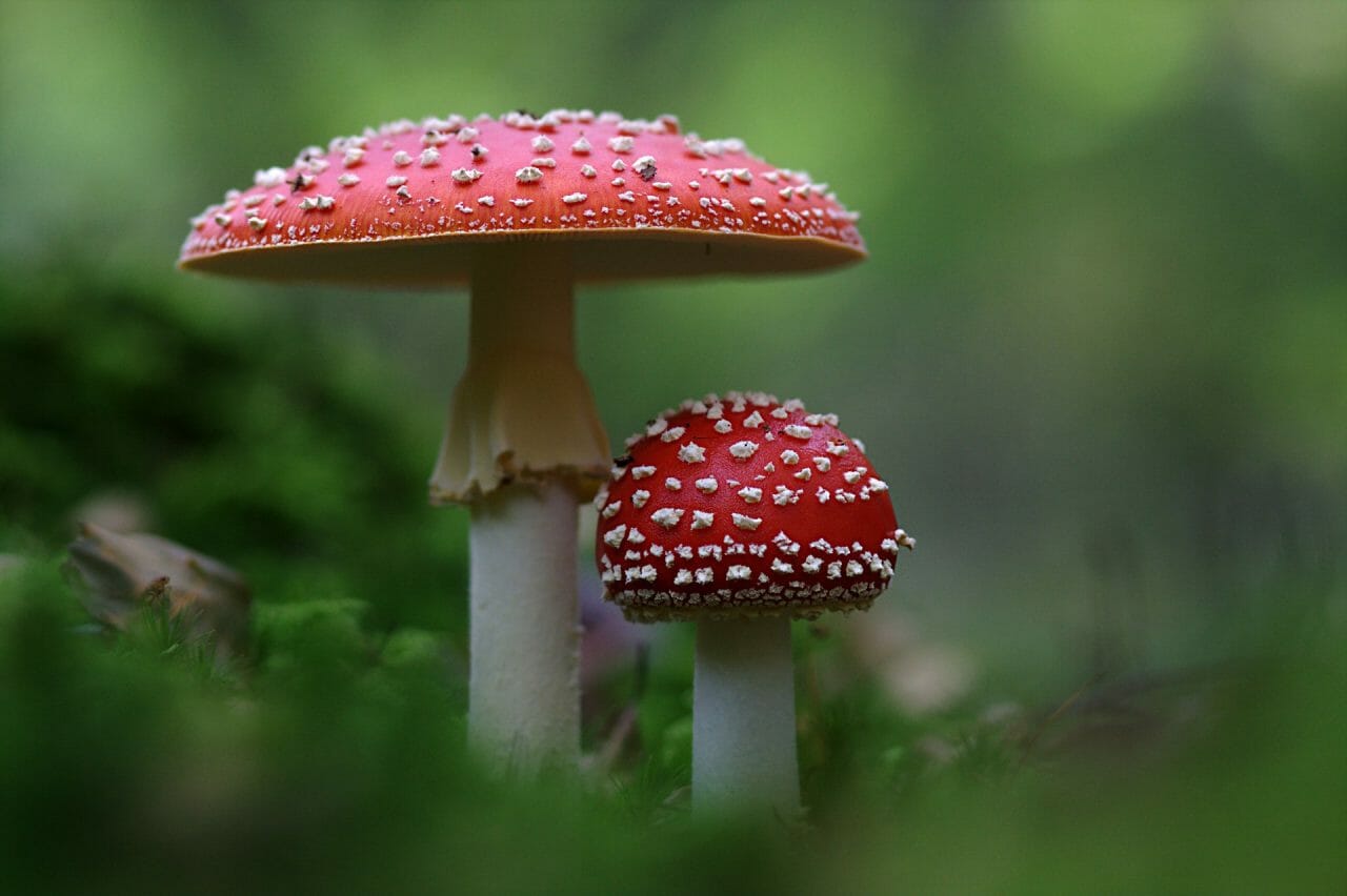 The Ascendancy of Magic Mushrooms in Canada: Top Varieties to Experience
