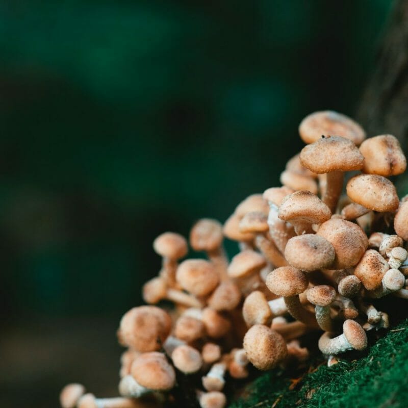 Mushroom Dispensary - Zoomies | Buy Dmt Canada
