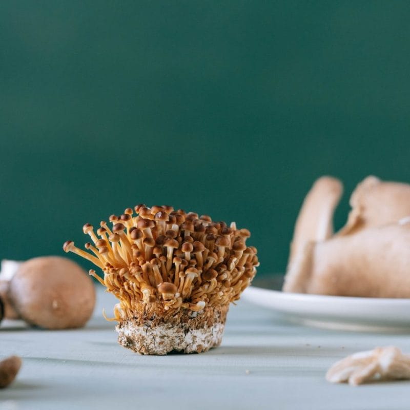 Buy Magic Mushroom | Buy Dmt Canada