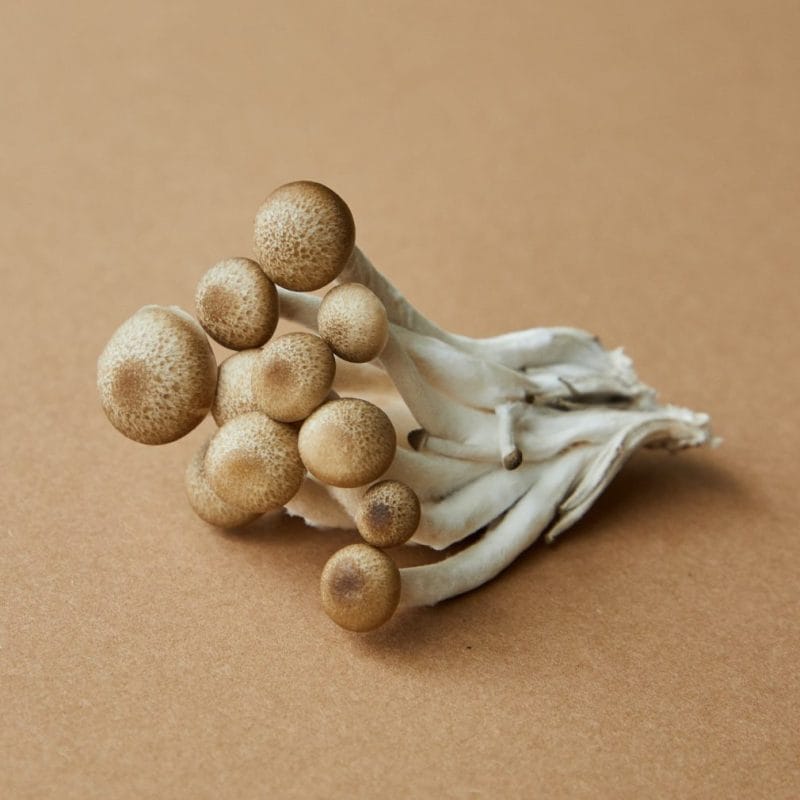 strongest mushroom strain | Buy Dmt Canada