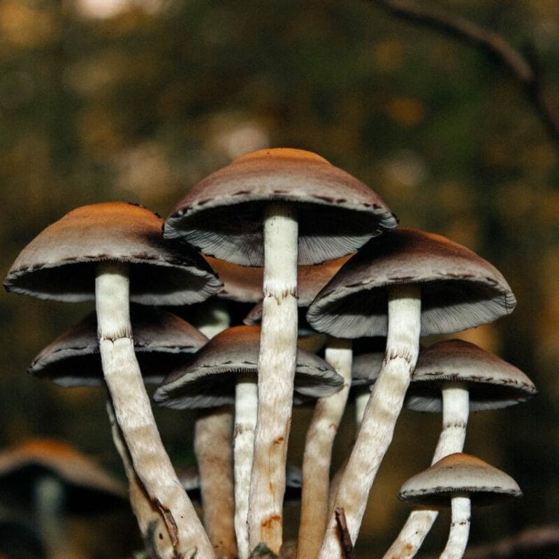 Microdose Mushrooms | Buy Dmt Canada