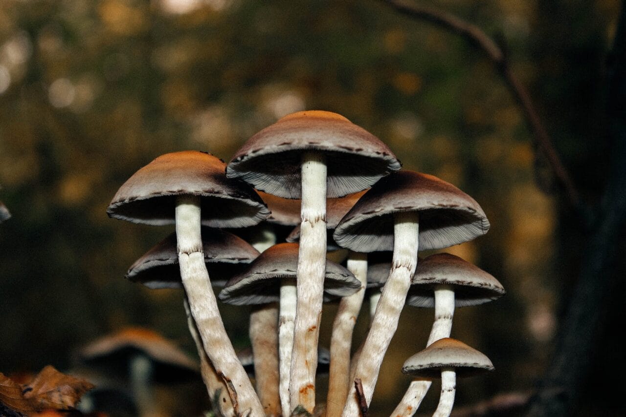 A Series of Cases on the Use of Microdose Mushrooms for Relieving Chronic Pain