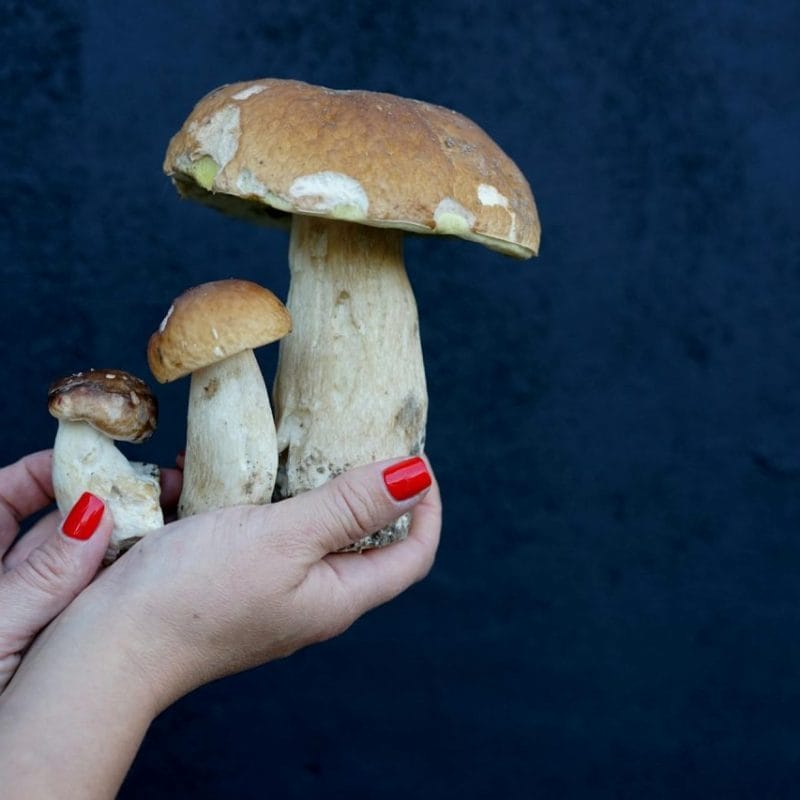 Shrooms Online | Buy Dmt Canada