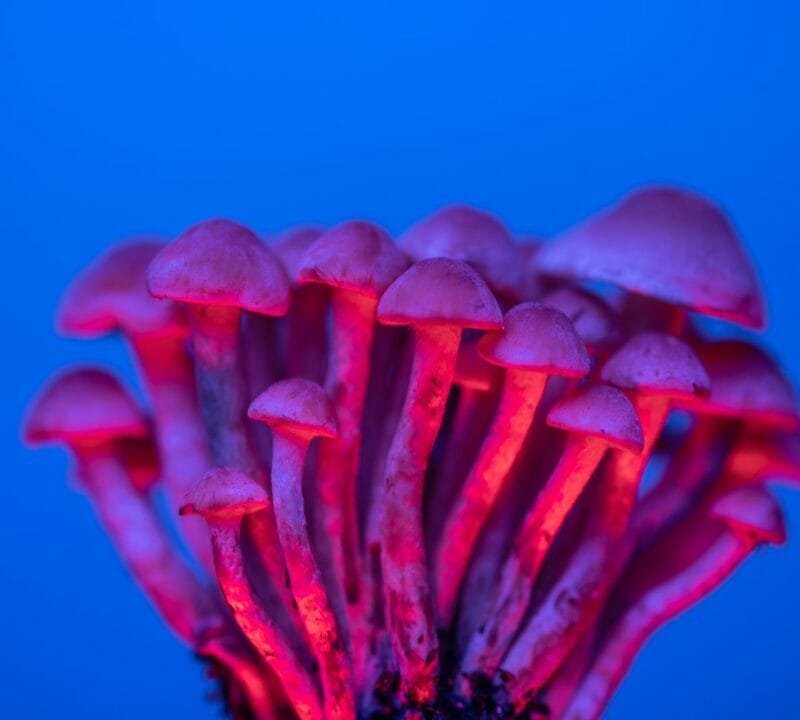 Shrooms Delivery in Canada | Buy Dmt Canada