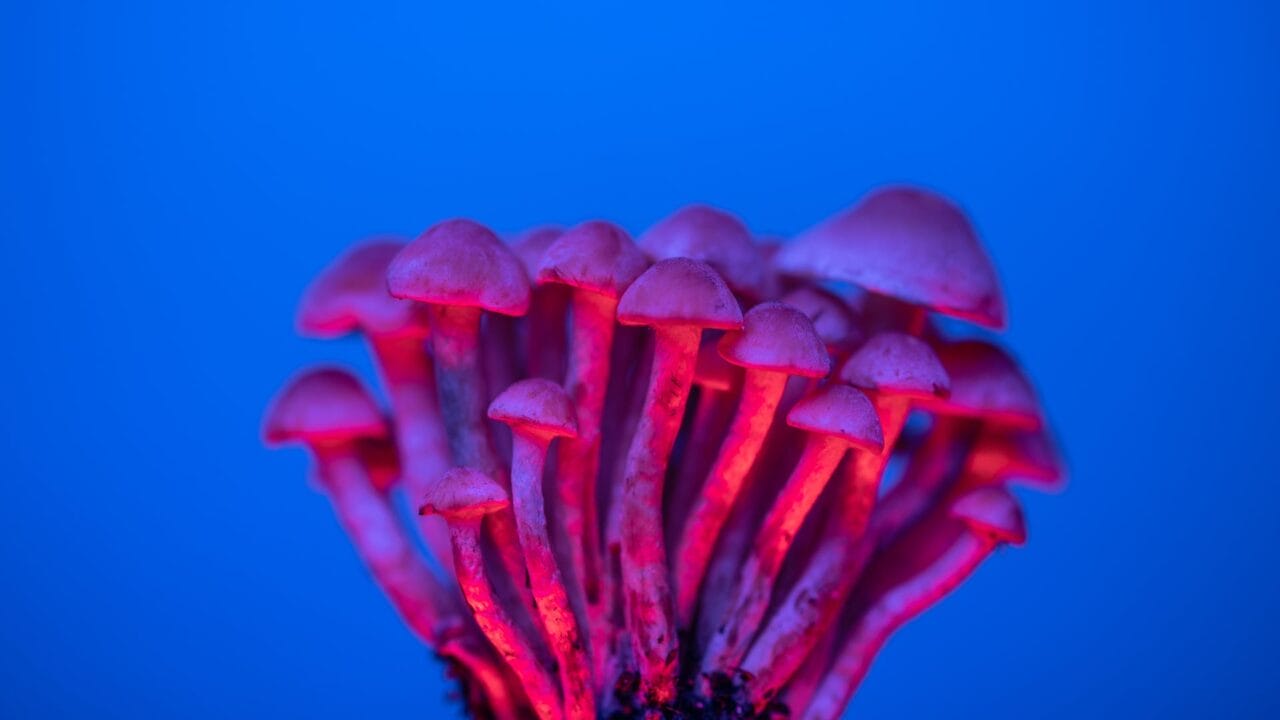 Delivering Mushrooms for Boosting Cognitive Skills: A Deep Dive into the Advantages of Nootropics