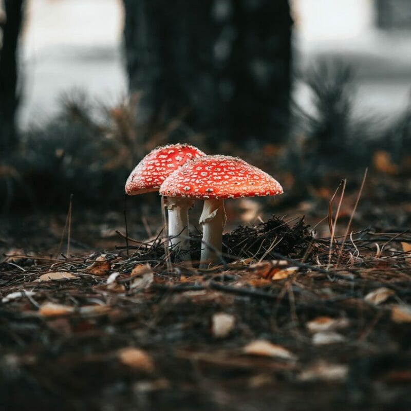 Shroom online delivery at Zoomies Canada | Buy Dmt Canada