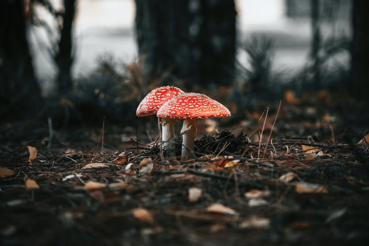 The Psilocybin Evolution: Manufacturing, Investigation, & Future Direction
