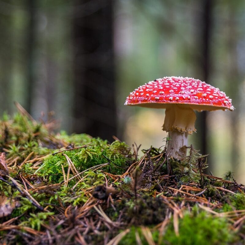 Shrooms Online in Canada | Buy Dmt Canada