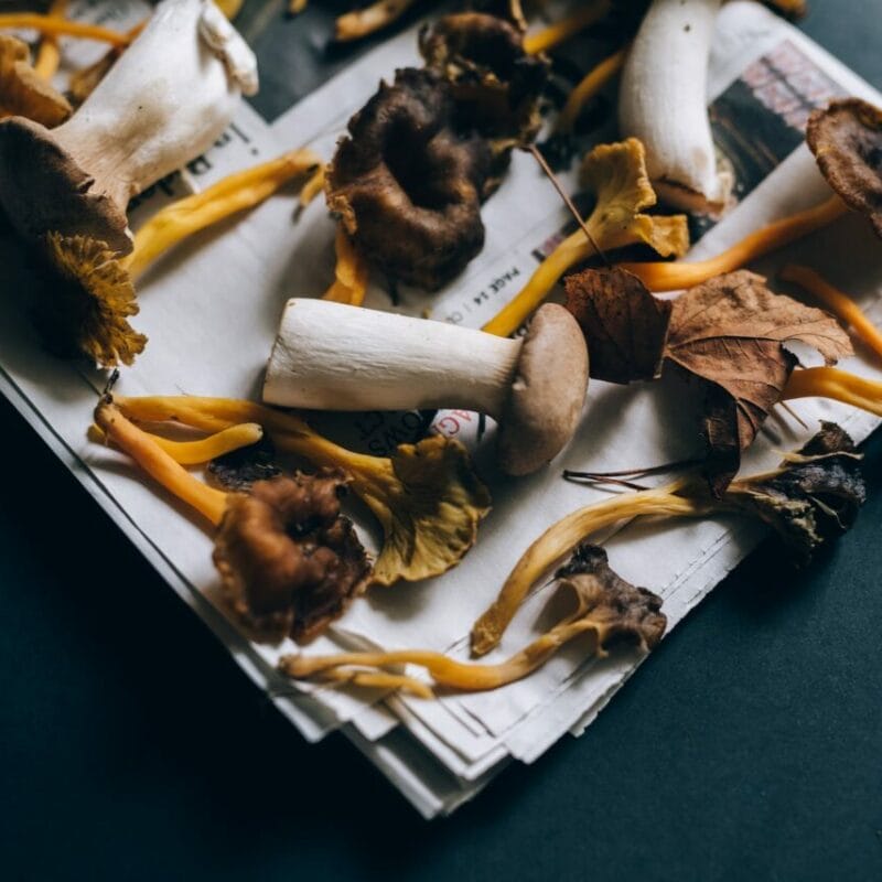 Mushroom chocolate at Zoomies Canada | Buy Dmt Canada