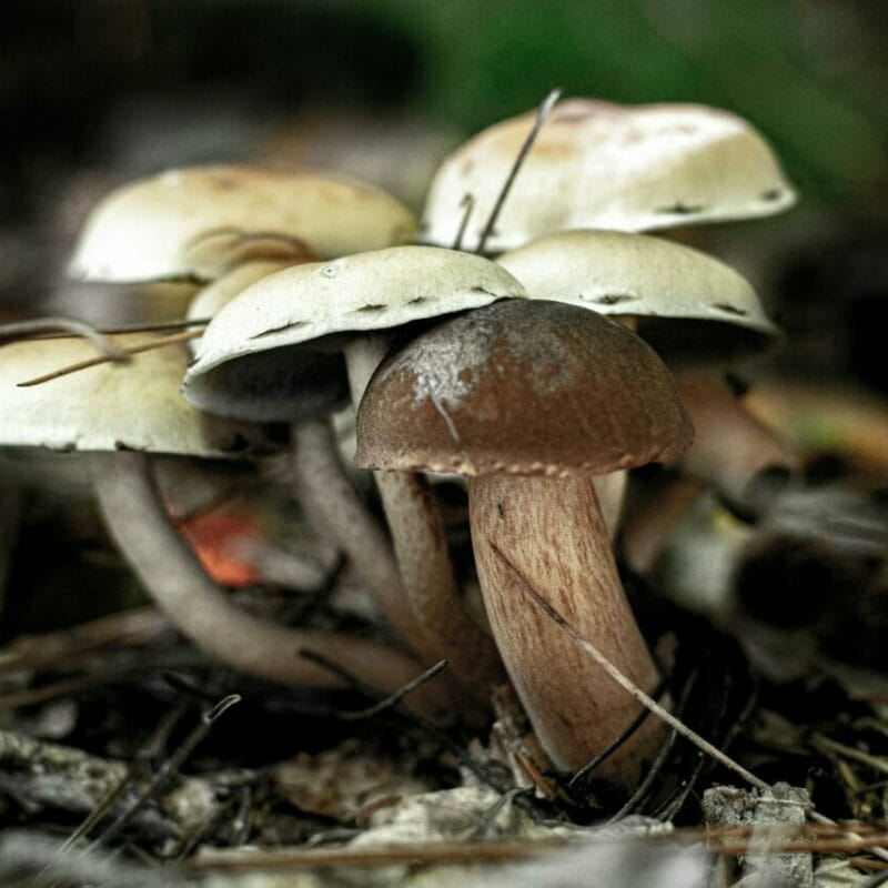 psilocybin mushroom | Buy Dmt Canada