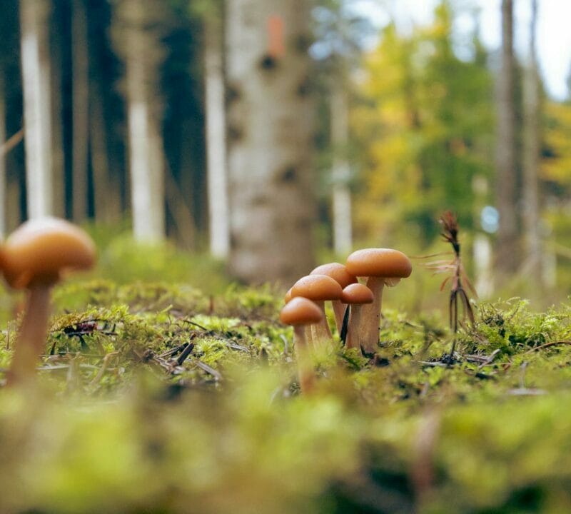 Magic Mushroom Dispensary | Buy Dmt Canada