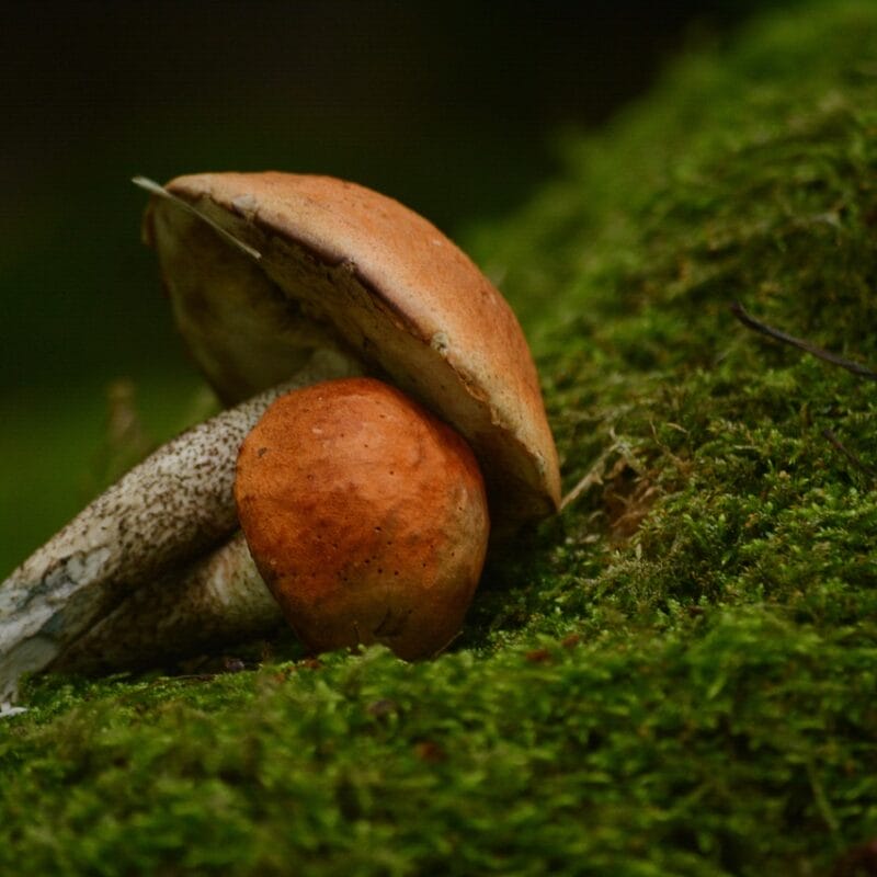 Mushroom Dispensary Vancouver | Buy Dmt Canada