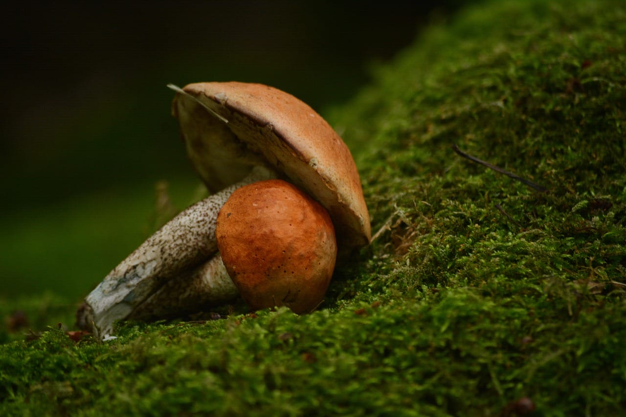 Five Fresh Mushroom Strains You Must Experience in Vancouver