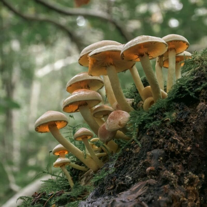 Shrooms online | Buy Dmt Canada