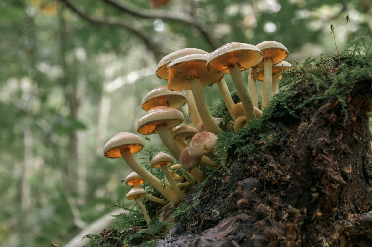 The Consumption of Psilocybin in Magic Mushrooms Enhances Sexual Performance and Pleasure