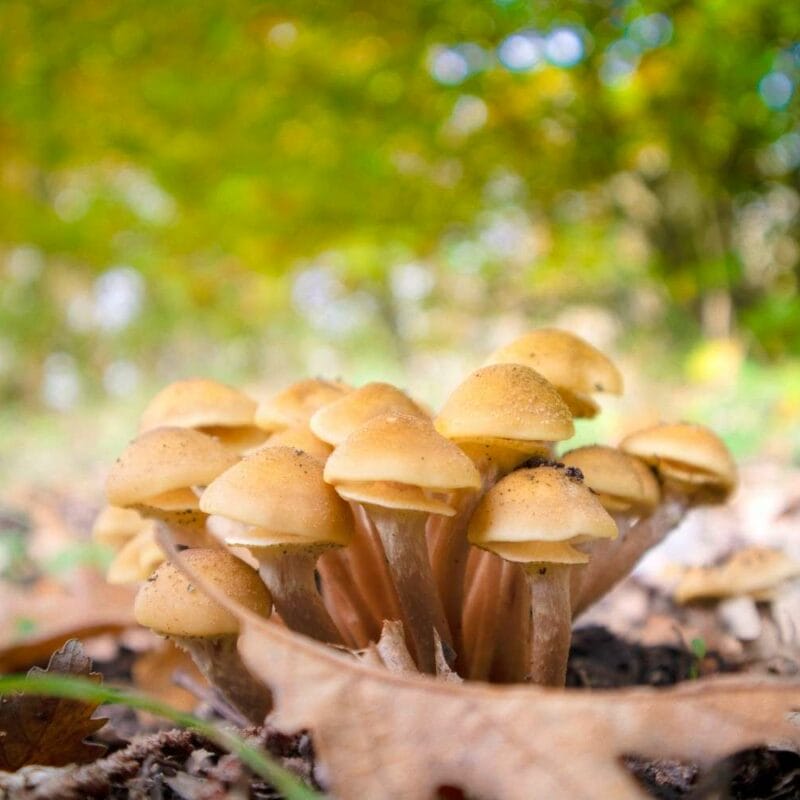 Shrooms Canada | Buy Dmt Canada