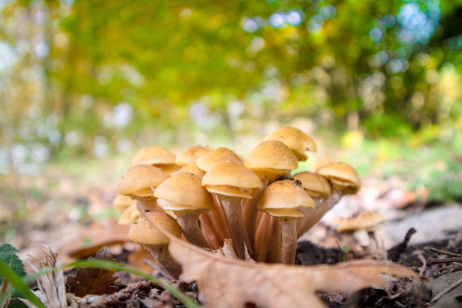 The Use of Psilocybin Mushrooms is Increasing Beyond Canadian Borders – Microdosing Emerges as a Worldwide Trend