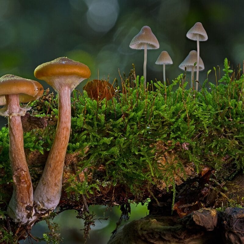 magic mushroom in Canada | Buy Dmt Canada