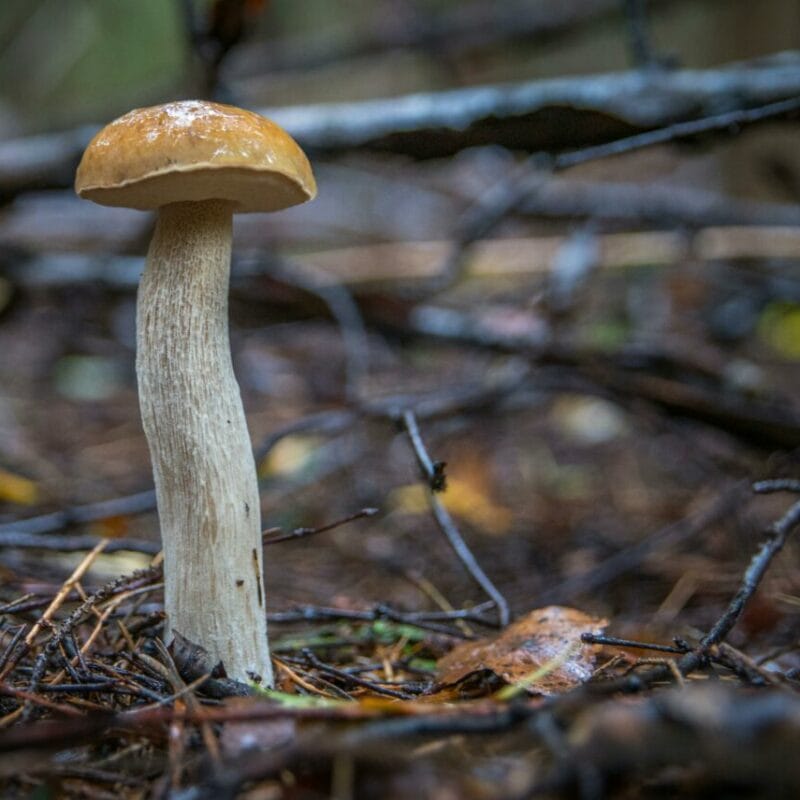 Shrooms online | Buy Dmt Canada