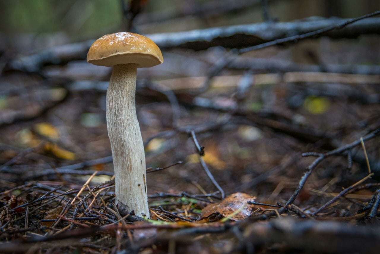 Recent Studies on Magic Mushrooms Indicate That Prolonged Brain Interference Could Positively Impact Mental Health