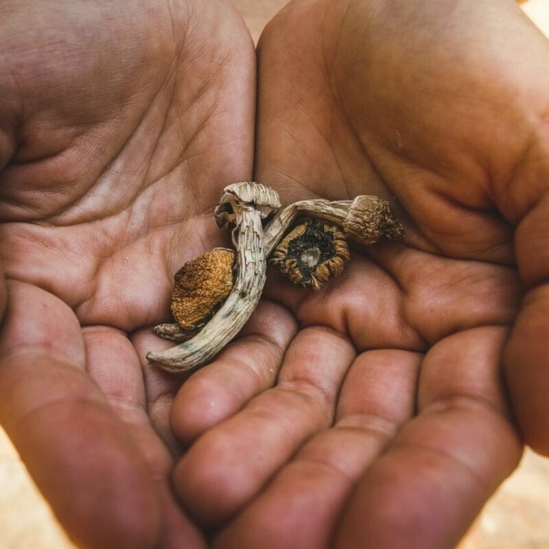dried shrooms | Buy Dmt Canada