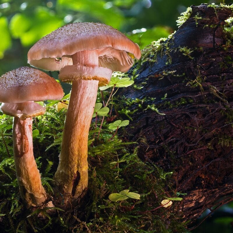 magic mushroom delivery | Buy Dmt Canada