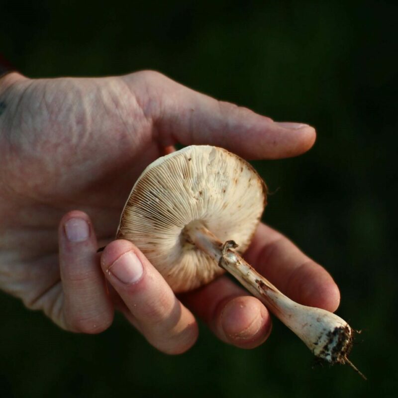 Shrooms | Buy Dmt Canada