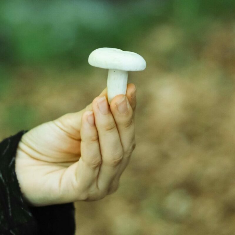 shrooms online in Canada | Buy Dmt Canada