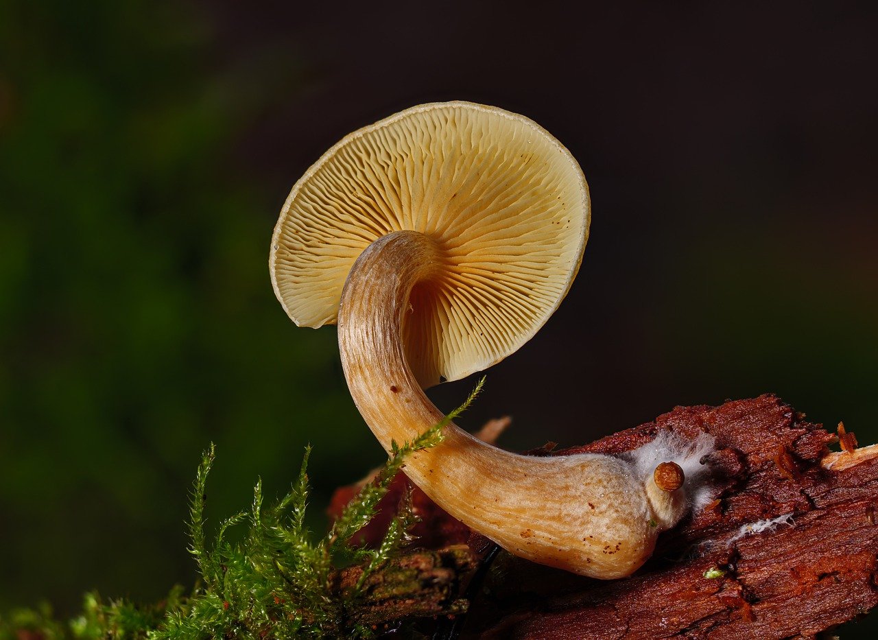 Overview of the Alacabenzi Strain – Essential Information Every User Must Have Prior to Their Initial Dose