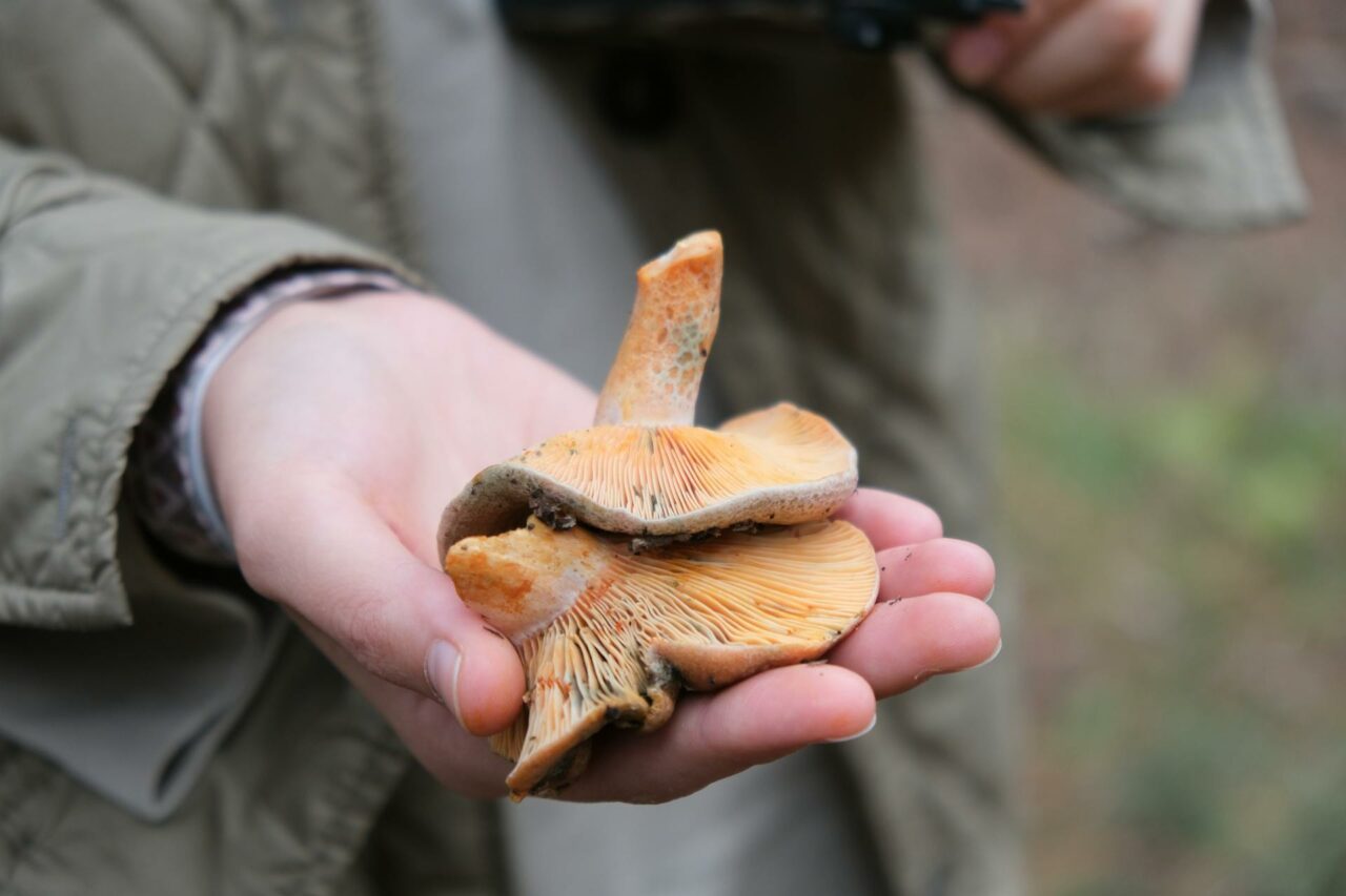 The Reasons Why Apex Strain Mushroom Will Forever Be Part of My Self-Care Arsenal