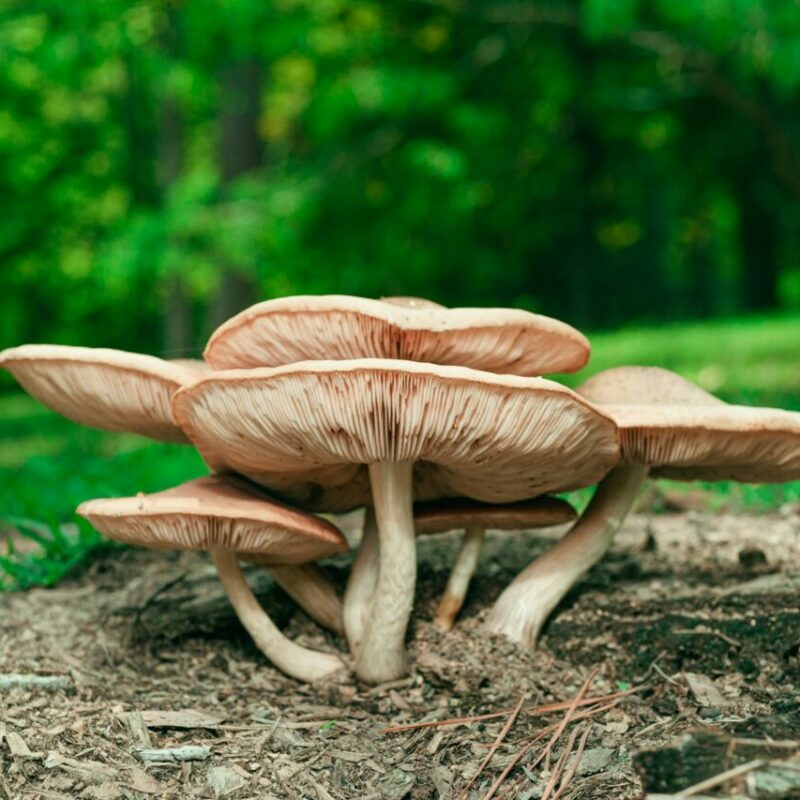 Big Daddy Mushroom | Buy Dmt Canada