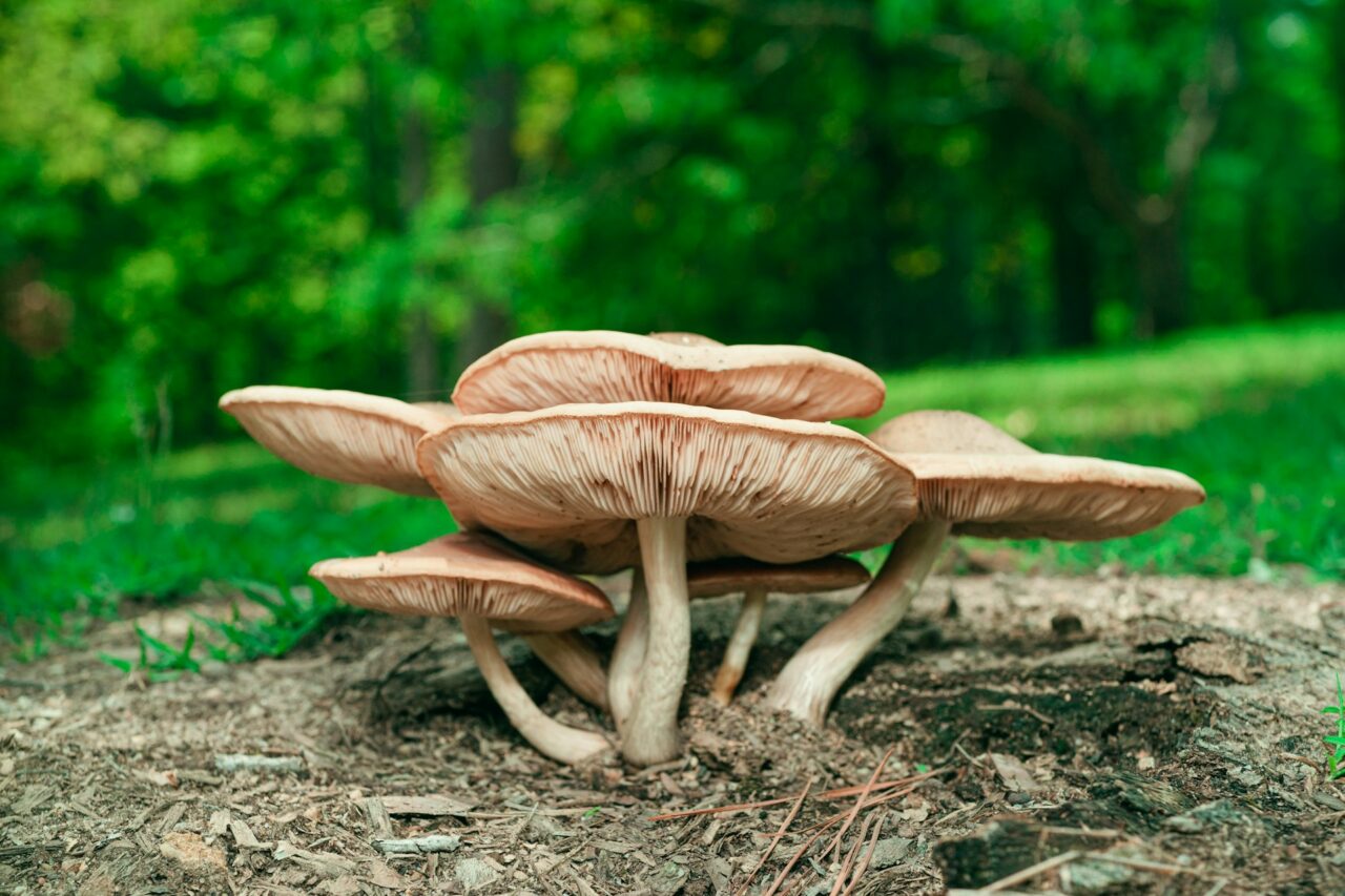 Experienced the Big Daddy Mushroom during a hike—Definitely a 10/10, Highly Recommend Repeating