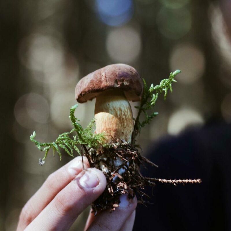 Buy Shrooms | Buy Dmt Canada